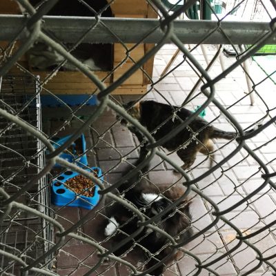 Our cat shelter guests